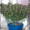 заказ семян конопли Peppermint Kush feminised Barneys Farm заказ семян конопли Peppermint Kush feminised Barneys Farm