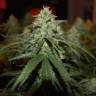 заказ семян конопли Москва Peppermint Kush feminised Barneys Farm заказ семян конопли Москва Peppermint Kush feminised Barneys Farm