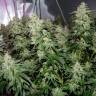 семена конопли Peppermint Kush feminised Barneys Farm семена конопли Peppermint Kush feminised Barneys Farm