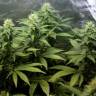 семена конопли в России Auto Blue Hell feminised Medical Seeds семена конопли в России Auto Blue Hell feminised Medical Seeds