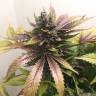 заказать качественные семена конопли White Widow regular Nirvana Seeds