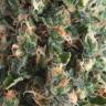 семена конопли с доставкой Auto Super OG Kush feminised Pyramid Seeds семена конопли с доставкой Auto Super OG Kush feminised Pyramid Seeds