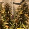 мощные семена конопли Auto Super OG Kush feminised Pyramid Seeds мощные семена конопли Auto Super OG Kush feminised Pyramid Seeds
