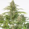 элитные сорта конопли купить Auto Cheese feminised элитные сорта конопли купить Auto Cheese feminised
