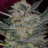 семена конопли сортовые Auto Cheese feminised семена конопли сортовые Auto Cheese feminised
