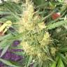 семена конопли автоцвет Auto Cheese feminised семена конопли автоцвет Auto Cheese feminised