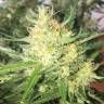семена индийской конопли Auto Cheese feminised семена индийской конопли Auto Cheese feminised