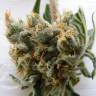 где можно заказать семена конопли Auto Super Lemon Haze CBD feminised Green House Seeds где можно заказать семена конопли Auto Super Lemon Haze CBD feminised Green House Seeds