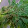 семена конопли автоцвет Auto Super Lemon Haze CBD feminised Green House Seeds семена конопли автоцвет Auto Super Lemon Haze CBD feminised Green House Seeds