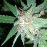 заказать качественные семена конопли Auto Super Lemon Haze CBD feminised Green House Seeds заказать качественные семена конопли Auto Super Lemon Haze CBD feminised Green House Seeds