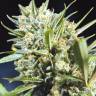 где заказать семена конопли Auto Super Lemon Haze CBD feminised Green House Seeds где заказать семена конопли Auto Super Lemon Haze CBD feminised Green House Seeds