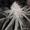 семена конопли почтой Phatt Fruity feminised Barneys Farm семена конопли почтой Phatt Fruity feminised Barneys Farm