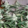 где можно заказать семена конопли Phatt Fruity feminised Barneys Farm где можно заказать семена конопли Phatt Fruity feminised Barneys Farm