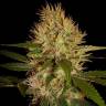 семена конопли в России Martian Mean Green feminised DNA Genetics семена конопли в России Martian Mean Green feminised DNA Genetics