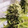 семена конопли в оригинальных упаковках Auto Bubba Cheese feminised Humboldt Seeds семена конопли в оригинальных упаковках Auto Bubba Cheese feminised Humboldt Seeds