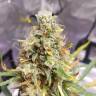 семена конопли гидропоники Auto Tutankhamon feminised Pyramid Seeds семена конопли гидропоники Auto Tutankhamon feminised Pyramid Seeds