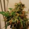где можно заказать семена конопли Auto Royal Kush feminised Royal Queen где можно заказать семена конопли Auto Royal Kush feminised Royal Queen