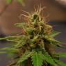 семена конопли автоцвет Auto Royal Kush feminised Royal Queen семена конопли автоцвет Auto Royal Kush feminised Royal Queen