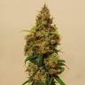 хорошие семена конопли Auto Royal Kush feminised Royal Queen хорошие семена конопли Auto Royal Kush feminised Royal Queen