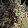 семена конопли медицинской Auto Sweet Cheese feminised Sweet Seeds семена конопли медицинской Auto Sweet Cheese feminised Sweet Seeds