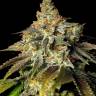 Winnie Pooh feminised Ganja Seeds Winnie Pooh feminised Ganja Seeds