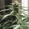 конопля семена сорта заказать Auto King’s Kush CBD feminised Green House Seeds конопля семена сорта заказать Auto King’s Kush CBD feminised Green House Seeds