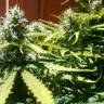 Auto Mazar feminised Dutch Passion Seeds Auto Mazar feminised Dutch Passion Seeds