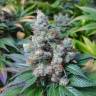 New York City feminised RuSeeds New York City feminised RuSeeds