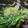 семена конопли наложенным платежом Talas feminised Bang Seeds семена конопли наложенным платежом Talas feminised Bang Seeds