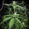семена индийской конопли Pineapple Chunk feminised Barneys Farm семена индийской конопли Pineapple Chunk feminised Barneys Farm