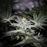 конопля семена сорта заказать Pineapple Chunk feminised Barneys Farm конопля семена сорта заказать Pineapple Chunk feminised Barneys Farm