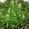 семена конопли в России Auto Sweet Skunk feminised Royal Queen семена конопли в России Auto Sweet Skunk feminised Royal Queen