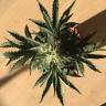 Семена конопли Auto Afghan Kush feminised Ganja Seeds Семена конопли Auto Afghan Kush feminised Ganja Seeds