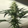 Недорогие семена конопли Auto Afghan Kush feminised Ganja Seeds Недорогие семена конопли Auto Afghan Kush feminised Ganja Seeds