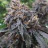 семена конопли с доставкой рф   Auto Afghan Kush feminised Ganja Seeds семена конопли с доставкой рф   Auto Afghan Kush feminised Ganja Seeds