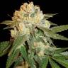 Marmalate feminised Ganja Seeds Marmalate feminised Ganja Seeds