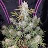 семена конопли автоцвет Auto Fast Bud feminised семена конопли автоцвет Auto Fast Bud feminised