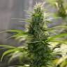 заказ семян конопли Спб Auto White Widow CBD feminised Green House Seeds заказ семян конопли Спб Auto White Widow CBD feminised Green House Seeds
