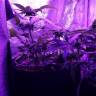 семена конопли Спб Peyote Cookies feminised Barneys Farm семена конопли Спб Peyote Cookies feminised Barneys Farm