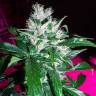 семена конопли наложенным платежом Auto Dr. Greenthumb's Dedoverde Haze feminised Humboldt Seeds семена конопли наложенным платежом Auto Dr. Greenthumb's Dedoverde Haze feminised Humboldt Seeds