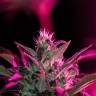 семена конопли почтой Auto Dr. Greenthumb's Dedoverde Haze feminised Humboldt Seeds семена конопли почтой Auto Dr. Greenthumb's Dedoverde Haze feminised Humboldt Seeds