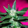 заказать качественные семена конопли Auto Dr. Greenthumb's Dedoverde Haze feminised Humboldt Seeds заказать качественные семена конопли Auto Dr. Greenthumb's Dedoverde Haze feminised Humboldt Seeds