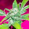 заказать на сайте семена конопли Auto Dr. Greenthumb's Dedoverde Haze feminised Humboldt Seeds заказать на сайте семена конопли Auto Dr. Greenthumb's Dedoverde Haze feminised Humboldt Seeds