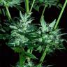 где можно заказать семена конопли Auto Dr. Greenthumb's Dedoverde Haze feminised Humboldt Seeds где можно заказать семена конопли Auto Dr. Greenthumb's Dedoverde Haze feminised Humboldt Seeds
