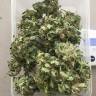 семена конопли автоцвет Auto Dr. Greenthumb's Dedoverde Haze feminised Humboldt Seeds семена конопли автоцвет Auto Dr. Greenthumb's Dedoverde Haze feminised Humboldt Seeds