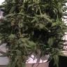 хорошие семена конопли Auto Dr. Greenthumb's Dedoverde Haze feminised Humboldt Seeds хорошие семена конопли Auto Dr. Greenthumb's Dedoverde Haze feminised Humboldt Seeds