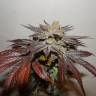 мощные семена конопли Canadian Kush feminised Medical Seeds мощные семена конопли Canadian Kush feminised Medical Seeds