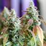 семена конопли f1 в оригинальной упаковке Auto Jack feminised Paradise Seeds семена конопли f1 в оригинальной упаковке Auto Jack feminised Paradise Seeds