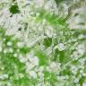 семена конопли медицинской Auto White Widow feminised Royal Queen семена конопли медицинской Auto White Widow feminised Royal Queen