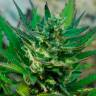 Семена конопли Auto Afghani №1 feminised Ganja Seeds Семена конопли Auto Afghani №1 feminised Ganja Seeds